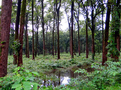 Rural Bengal, Rural Travel, Bengal Countryside