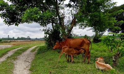 Rural Bengal, Bengal Countryside