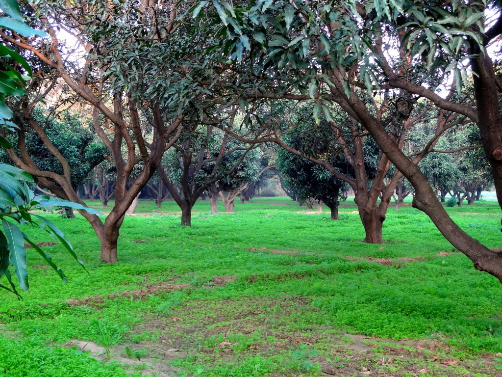 Mango plantation in Hoshiarpur