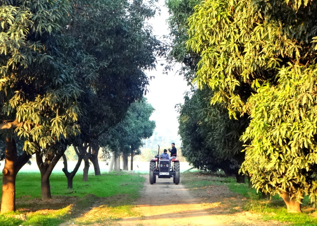 Tractor ride in Mango plantations