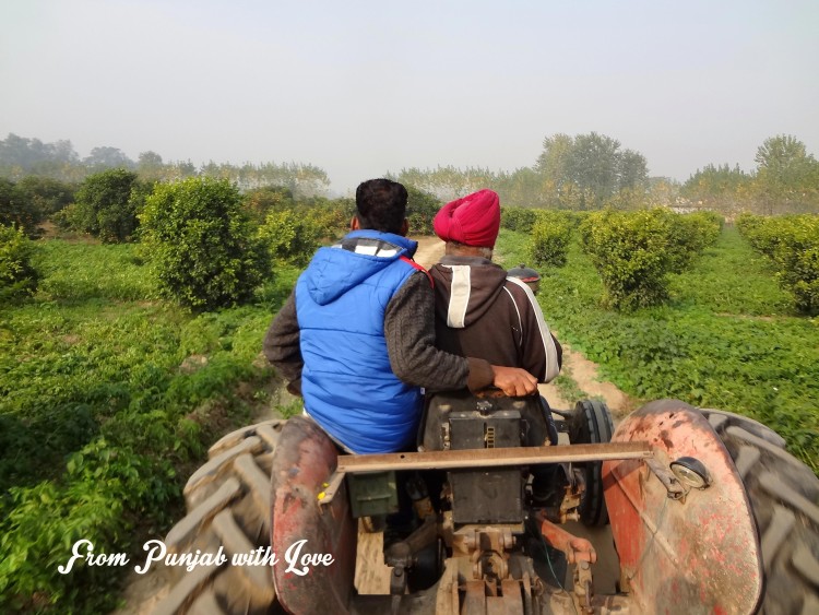 Farm tourism in Punjab