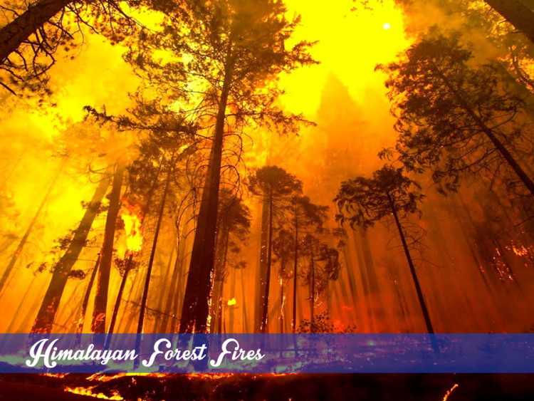 Himalayan forest fires in India, Forest fires Uttarakhand, Forest fire management in India